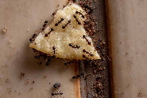 A picture of ants